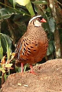 Male of painted bush quaill.jpg