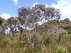 Mallee Ku-ring-gai Chase National Park.JPG