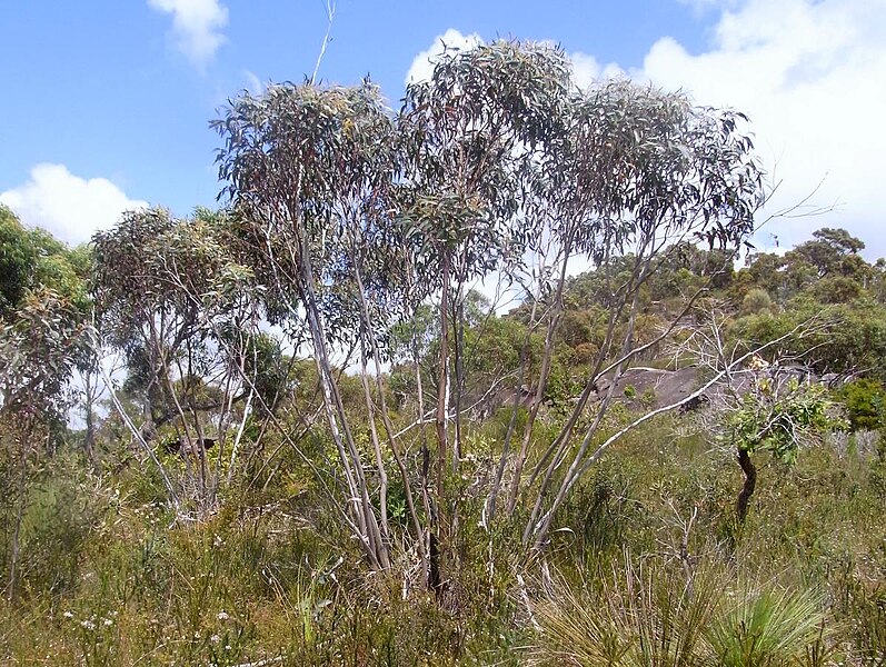 File:Mallee Ku-ring-gai Chase National Park.JPG