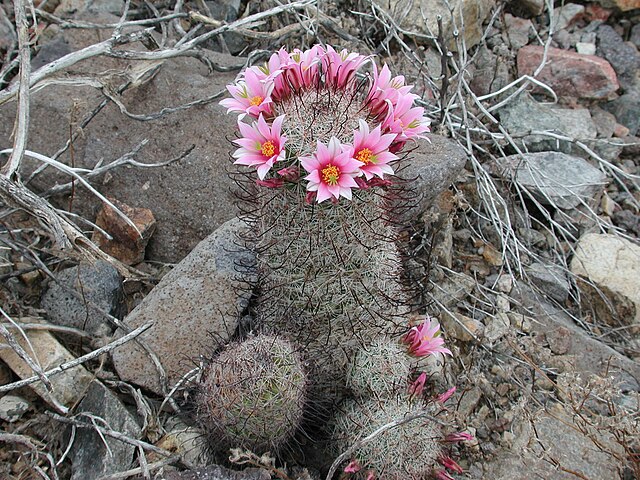 Description de l'image Mammilaria grahamii.jpg.