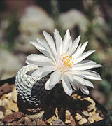 Mammillaria albiflora