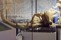 Mammutschädel (Jungtier) mit einem Stosszahn, Fundort Kiesgrube Mellikon