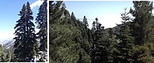 Moroccan fir forest in the Talassemtane National Park. MariemBenSaid Chaouen 2017-2019.jpg