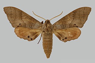 <i>Marumba timora</i> Species of moth