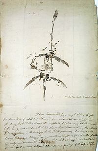 Letter concerning the discovery of the 1823 Plesiosaurus, from Mary Anning. Mary Anning Plesiosaurus.jpg