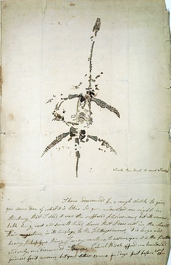 Letter and drawing from Mary Anning announcing the discovery of a fossil animal now known as Plesiosaurus dolichodeirus, 26 December 1823