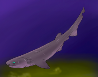 <i>Mcmurdodus</i> Extinct genus of sharks