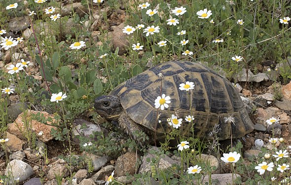 Mediterranean Spur-thighed Tortoise, Adana, Turkey