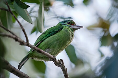 Fail:Megalaima_incognita_-_moustached_barbet_juvenile.jpg