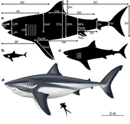 The extinct megalodon resembled a giant great white shark.