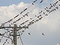 Post-breeding flock; Codlea, Romania