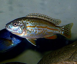 Melanochromis joanjohnsonae