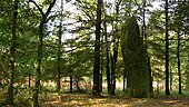 Menhir de Colého. JPG