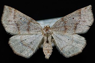 <i>Metarranthis duaria</i> Species of moth