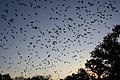 Mexican free-tailed bats exiting Bracken Bat Cave (8006845825).jpg