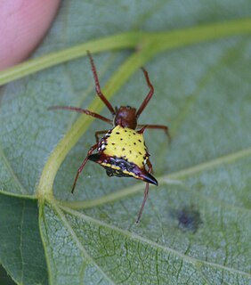 <i>Micrathena sagittata</i> Species of spider