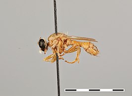 Microphontes megoura