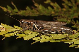 Melanoplus sanguinipes