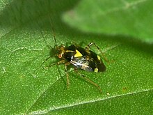 Мириды - Liocoris tripustulatus-1.JPG 