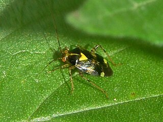 <i>Liocoris tripustulatus</i> species of insect