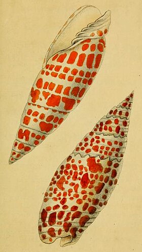 Ilustração de M. mitra (acima) e M. papalis (abaixo), tiradas da obra The Naturalist's Miscellany, de George Kearsley Shaw, e classificadas no gênero Voluta, por Carolus Linnaeus, em 1758.[1] Observe as fortes pregas columelares do espécime acima.