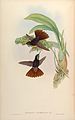 Catasetum naso plate 191 in: John Gould: A Monograph of the Trochilidae vol. 3, (1849-1861)