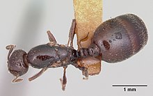 Monomorium emarginatum casent0103535 дорсальный 1.jpg