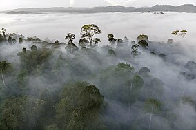 Morning fog over Danum Valley (27329938517).jpg