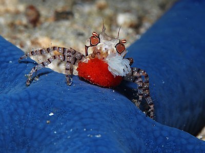 Mosaic Boxer crab (Lybia tessellata) with eggs and only one boxing glove. (16057998770)