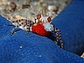 Mosaic Boxer crab (Lybia tessellata) with eggs and only one boxing glove. (16057998770).jpg