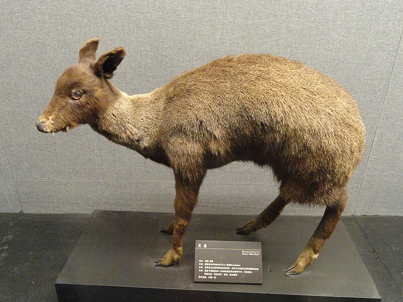 File:Moschus fuscus - Kunming Natural History Museum of Zoology - DSC02455.JPG