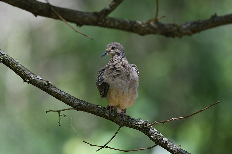 File:Mourning dove cromwell valley 6.1.20 DSC 3373.jpg