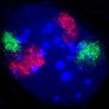 March 11: A mouse fibroblast nucleus in which DNA is stained blue. The distinct chromosome territories of chromosome 2 (red) and chromosome 9 (green) are stained with fluorescent in situ hybridization.