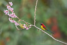 Mrs. Gould's-Sunbird male and female together. Mrs. Gould's-Sunbird.jpg