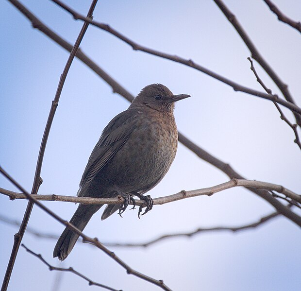 File:Mrs Blackbird (32513960145).jpg