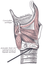 Thumbnail for Cricothyroid muscle