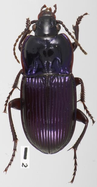 <i>Myas</i> Genus of beetles