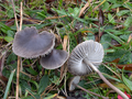 Mycena aetites