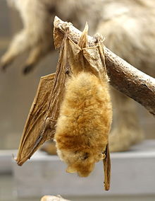 Myotis bocagii - Шведский музей естественной истории - Стокгольм, Швеция - DSC00661.JPG