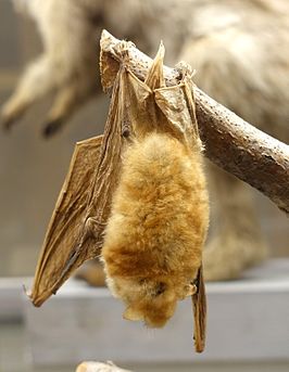 Myotis bocagii