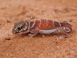 Smooth button-tailed gecko