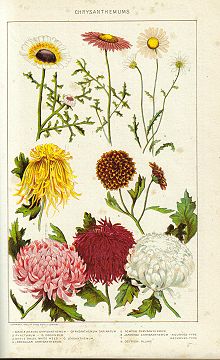 The meaning of chrysanthemums - Verdissimo