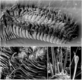 Naineris chilensis