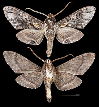 <i>Nannoparce balsa</i> Species of moth