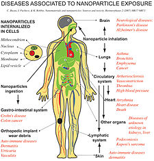 Pathways of exposure to nanoparticles and associated diseases as suggested by epidemiological, in vivo and in vitro studies. Nanotoxicology.jpg