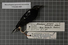 Naturalis Biodiversity Center - RMNH.AVES.38029 1 - Microrhopias quixensis microsticta (Berlepsch, 1908) - Formicariidae - bird skin specimen.jpeg