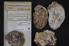 Naturalis Biodiversity Center - RMNH.MOL.320382 - Crassostrea gigas (Thunberg, 1793) - Ostreidae - Mollusc shell.jpeg
