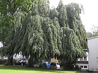 1 pyramid oak, 2 beeches