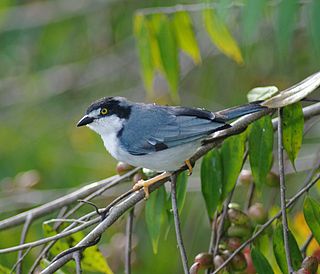<span class="mw-page-title-main">Hooded tanager</span> Species of bird