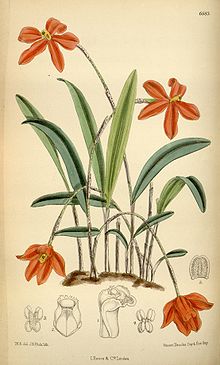 Neocogniauxia monophylla (Laelia monophylla olarak) - Curtis '109 (Seri 3 no. 39) pl. 6683 (1883) .jpg